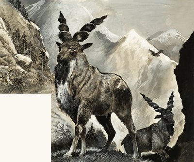 Wild Life in Danger: Is Is Too Late av English School