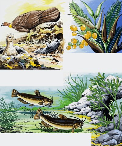 Ville dyr montasje av English School