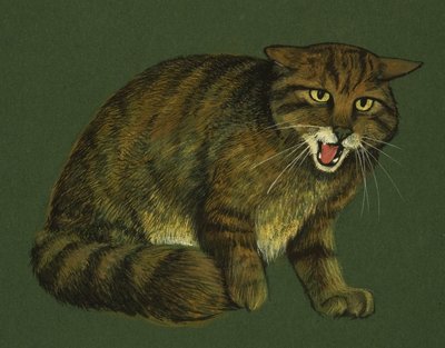Villkatt av English School