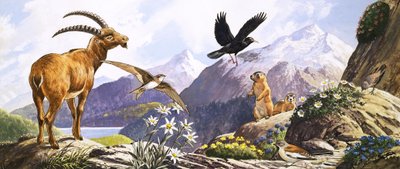 Dyreliv i Sentral-Europa, illustrasjon fra «Naturens eventyrland» av English School
