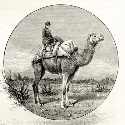 Woman on a Camel in Australia, ca. 1880, fra 