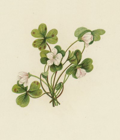 Tresyre, Oxalis Acetosella (farge litho) av English School