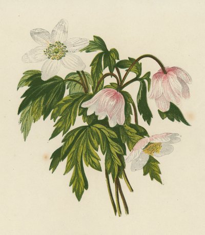 Wood Anemone, Anemone Nemorosa (farge litho) av English School