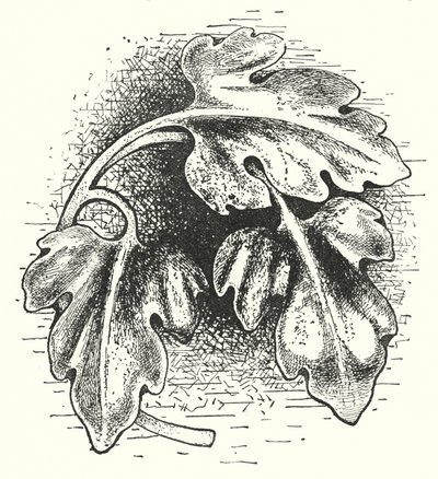 Treskjæring: Blad (gravering) av English School