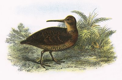 Waldschnepfe von English School