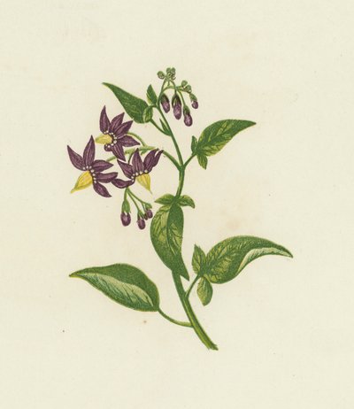 Woody Nightshade, eller Bitter Sweet, Solanum Dulcamara (farge litho) av English School