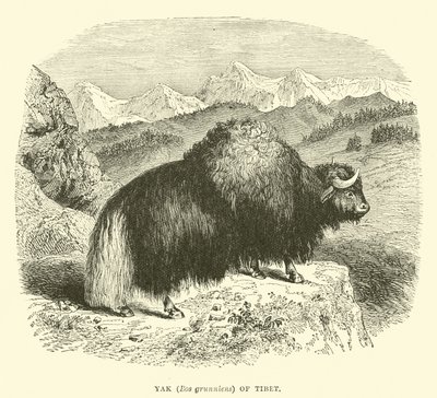 Yak (Bos grunniens) fra Tibet av English School