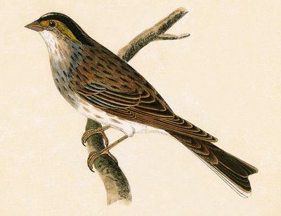 Yellow Browed Bunting, illustrasjon fra 