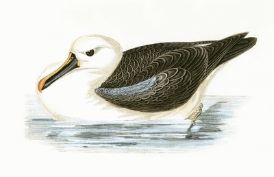 Yellow Nosed Albatross, illustrasjon fra 