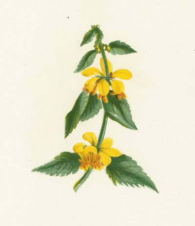 Gul vesle-snute, Galeobdolon Luteum av English School