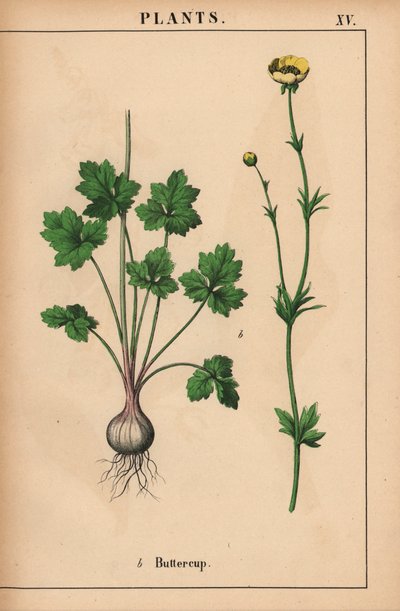 Gul smørblomst  , fra "The Instructive Picturebook, or Lessons from the Vegetable World," [Charlotte Mary Yonge], Edinburgh av English School