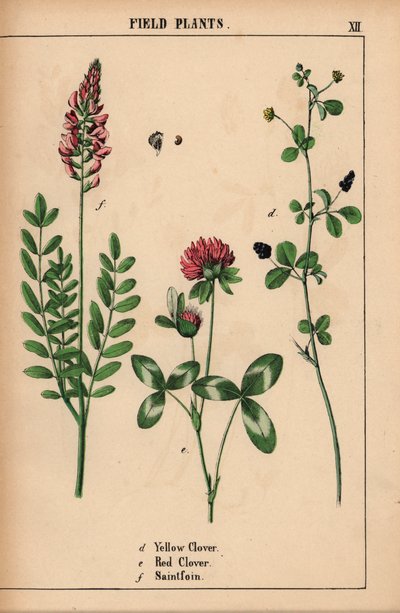 Gulkløver, rødkløver og saintfoin eller sainfoin  , fra "The Instructive Picturebook, or Lessons from the Vegetable World," [Charlotte Mary Yonge], Edinburgh av English School