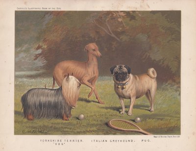 Yorkshire terrier, italiensk greyhound og mops vist med tennisracket og baller av English School