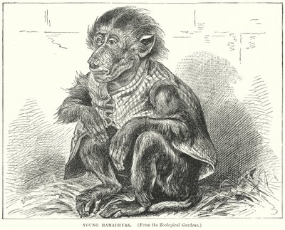 Unge Hamadryas (gravering) av English School