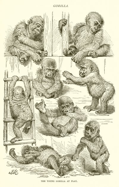 Ung gorilla i lek av English School