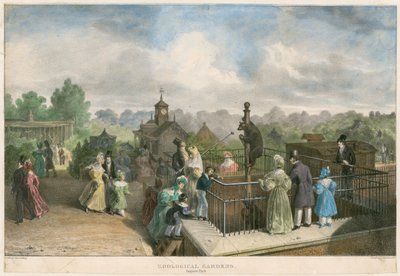 Zoologisk hage, Regent#39;s Park (farget gravering) av English School