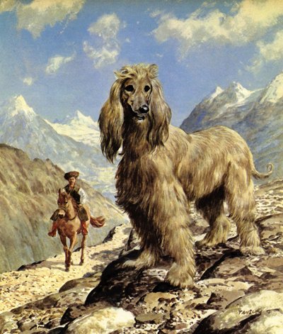 Afghansk hund (fargelitografi) av Eric Tansley