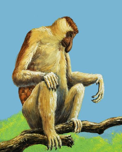 Merkelige aper av Eric Tansley