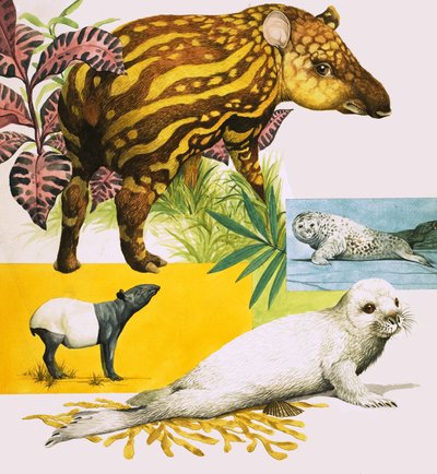 Malaysisk tapir og atlantisk gråsel av Eric Tansley