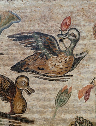 Ender som svømmer i et basseng av Erich Lessing