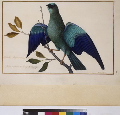 Helside: dyrestudie, ca. 1650–75 (tempera på pergament) av Erich Lessing