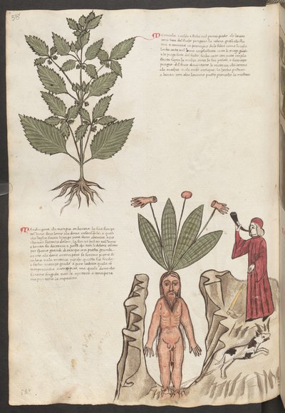 Helside: tekst og miniatyrer: «Mercurela» (miniatyr) av Erich Lessing