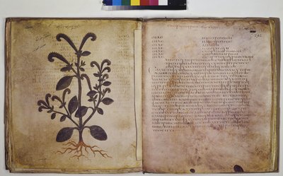 To hele sider: plantestudie med innskrift av Erich Lessing