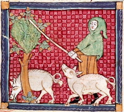 September: griser spiser eikenøtter. Miniatyr hentet fra "Breviaire d