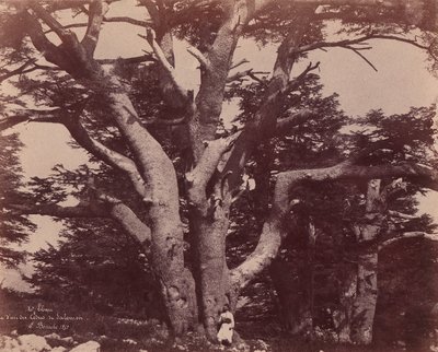 Libanonfjellet. Stamme av en av Cedars of Salomon, 1850-53. av Ernest Benecke