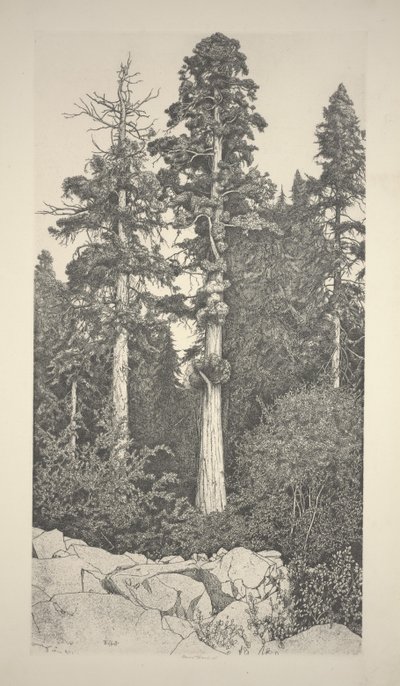 Baby Sequoia av Ernest Haskell