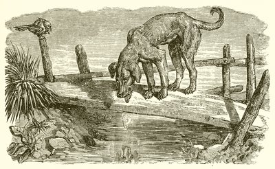 Hunden og hans skygge av Ernest Henry Griset
