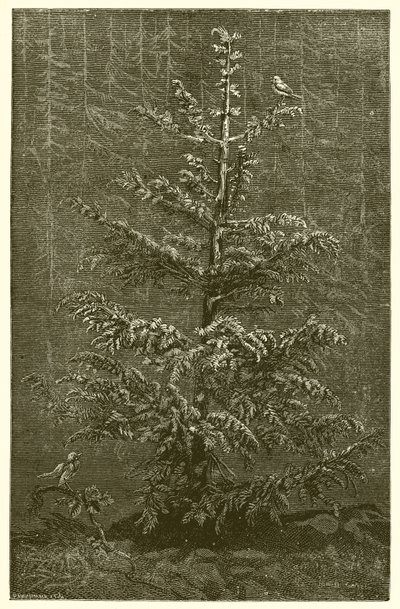 Gran-treet og Bramble av Ernest Henry Griset