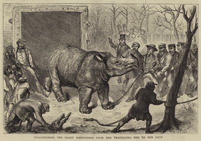 Overføring av det hårete neshornet fra hennes reisehule til buret hennes av Ernest Henry Griset