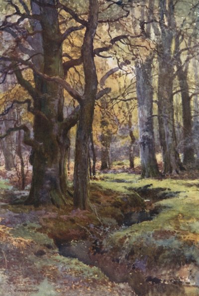 I Mallard Wood (farge litho) av Ernest William Haslehust