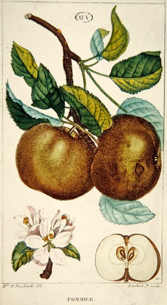 Epletre, gravert av Lambert, ca. 1820 (farget gravering) av Ernestine (after) Panckoucke