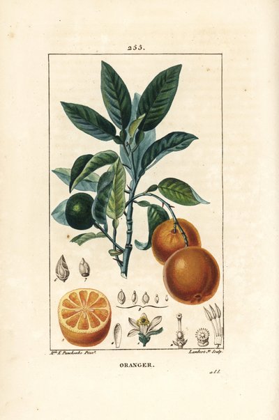 Bigaradier, appelsin, Citrus aurantium, med gren, blad, blomst, moden og umoden frukt, og snitt gjennom frukt. Håndfarget kobberstikk av Lambert Junior fra en tegning av Ernestine Panckoucke fra Chaumeton, Poiret og Chamberets " av Ernestine Panckoucke