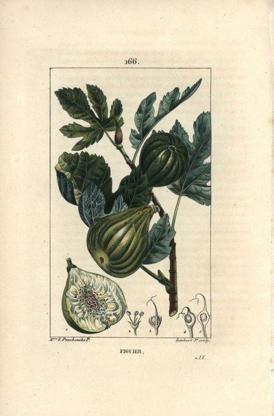 Botanisk tavle: fikentregren med fiken - Fikentre, Ficus carica, viser gren med moden frukt og blader, og et snitt gjennom frukt. Håndfarget kobberstikk av Lambert Junior fra en tegning av Madame E. Panckoucke fra Chaumeton, av Ernestine Panckoucke