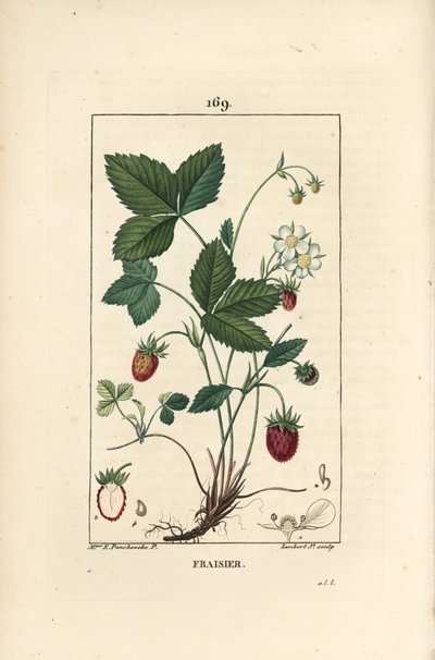 Jordbær dyrket - Jordbær, Fragaria ananassa, viser blomst, blad, moden frukt, røtter og snitt gjennom frukt. Håndfarget kobberstikk av Lambert Junior fra en tegning av Ernestine Panckoucke fra Chaumeton, Poiret et Chambere av Ernestine Panckoucke