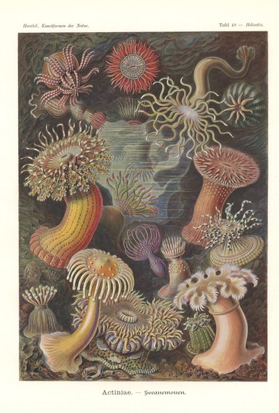 Actiniae - Sjøanemone, Pl.49, fra 