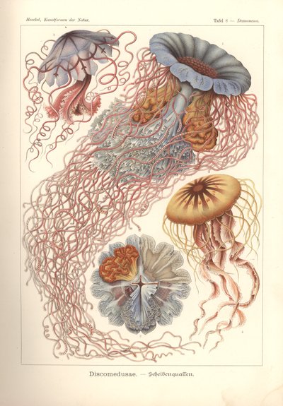 Discomedusae - skivemaneter, pl. 8 fra 