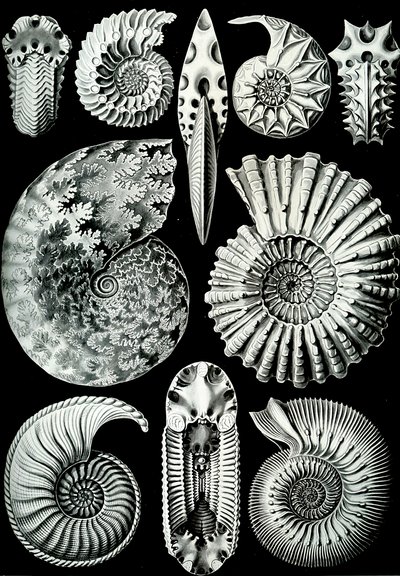Illustrasjon av Ammonitida fra "Art Forms of Nature" 1904 (litho) av Ernst (after) Haeckel