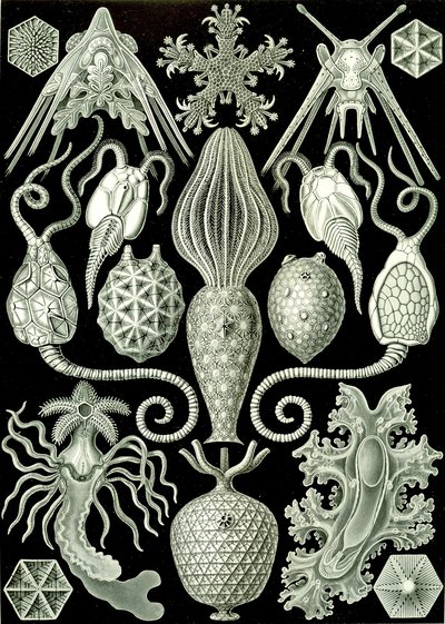 Illustrasjon av Amphoridea fra "Art Forms of Nature" 1904 (litho) av Ernst (after) Haeckel