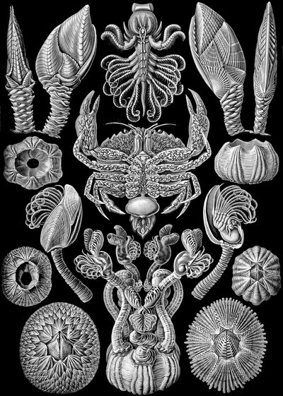 Illustrasjon av Cirripedia fra "Art Forms of Nature" 1904 (litho) av Ernst (after) Haeckel