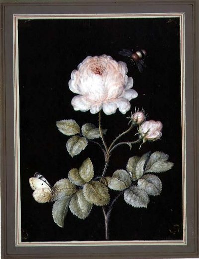 Rose med humle og sommerfugl (gouache på papir) av Ernst Friedrich Carl Lang