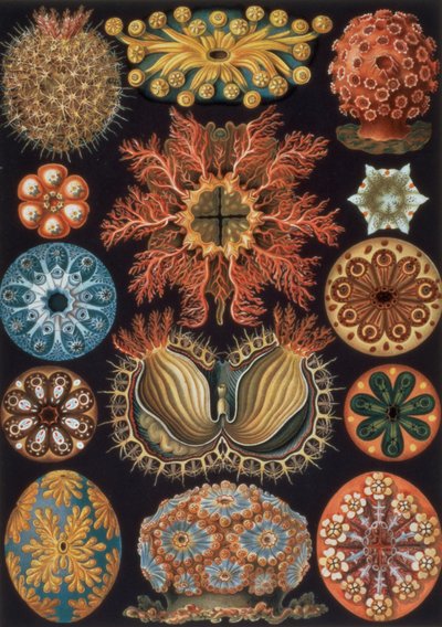 Ascidiae, plate 85 fra `Art Forms of Nature` av Ernst Haeckel
