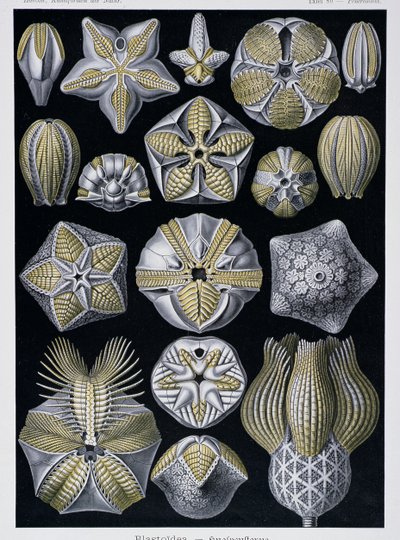 Blastoidea, plate fra Artforms of Nature, ca. 1899-1904 (fargegravering) av Ernst Haeckel