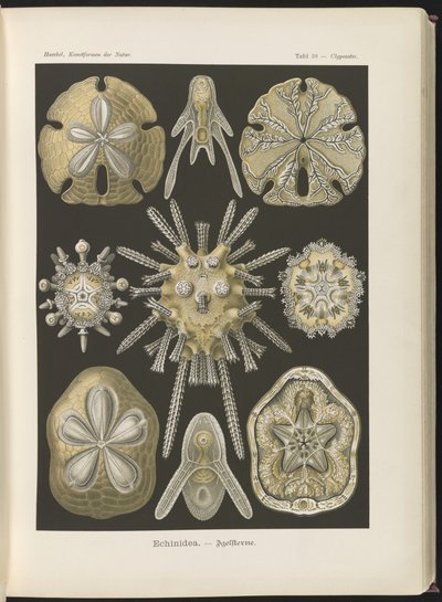 Echinidea: kråkeboller og sjødollar av Ernst Haeckel