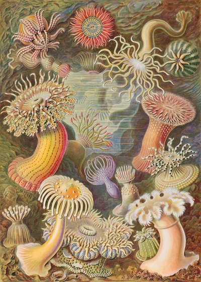  av Ernst Haeckel