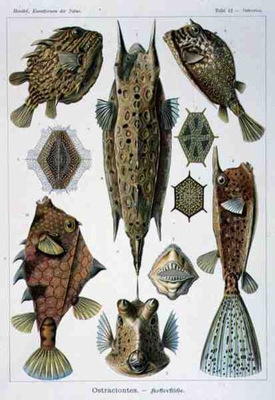 Ostraciontes, tallerken fra Artforms of Nature av Ernst Haeckel