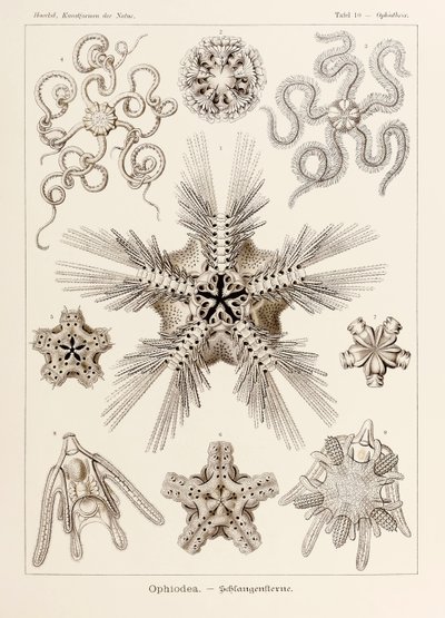 Plate 10 Ophiothrix Ophiodea fra 